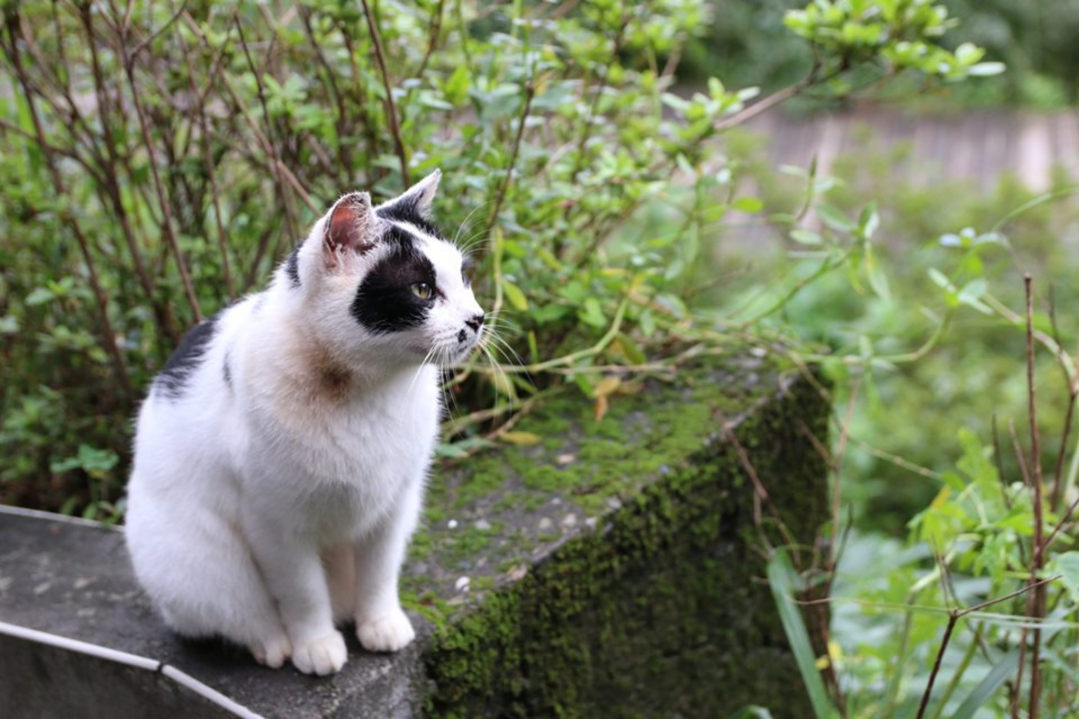 Walk In Taiwan